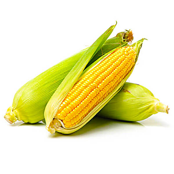 Maize / Corn
